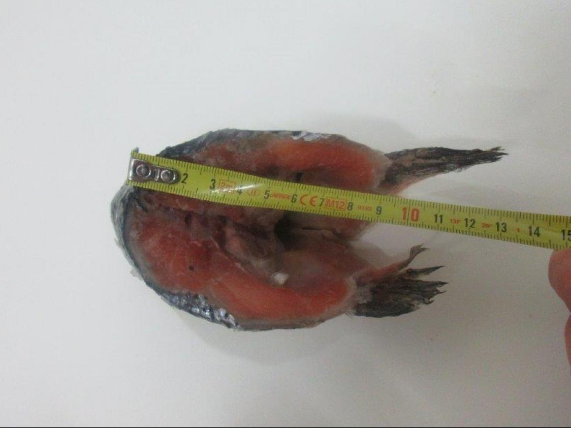 Salmon ByProducts Fish and Byproducts WHOLESALE WHOLESALE