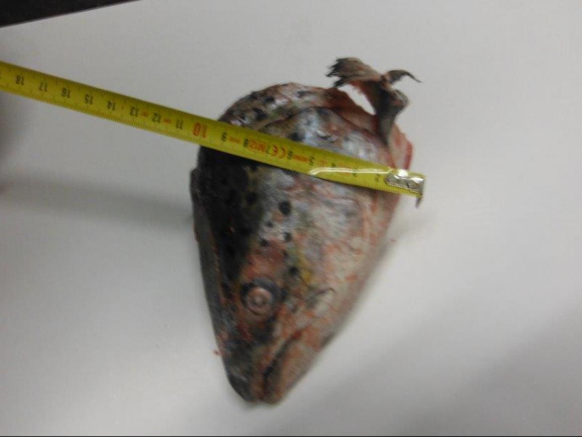 Salmon ByProducts Fish and Byproducts WHOLESALE WHOLESALE