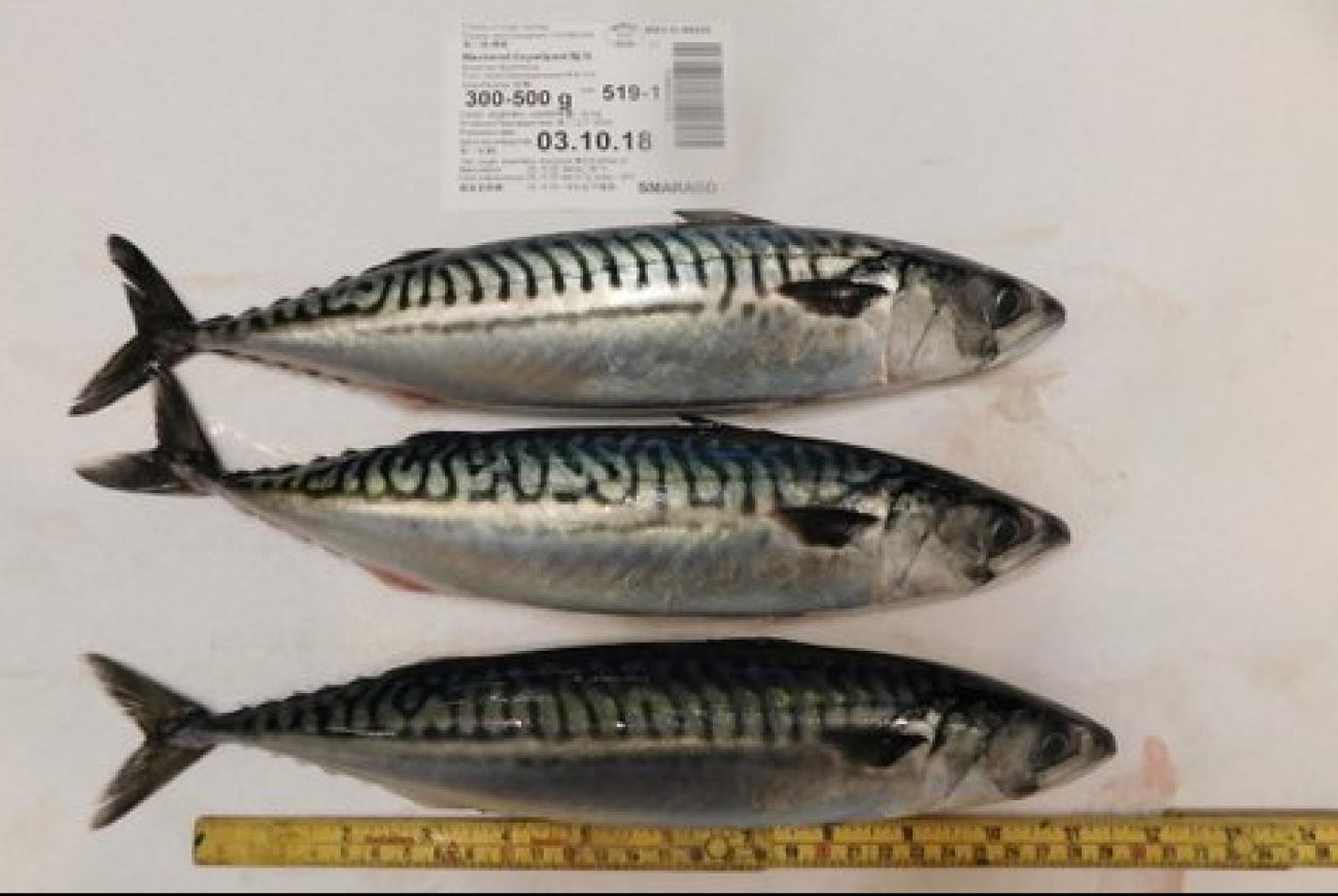 Mackerel WR 300500 Fish and Byproducts WHOLESALE