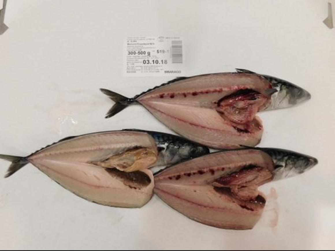 Mackerel WR 300500 Fish and Byproducts WHOLESALE