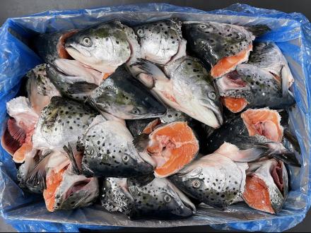 FROZEN SALMON HEADS 400+