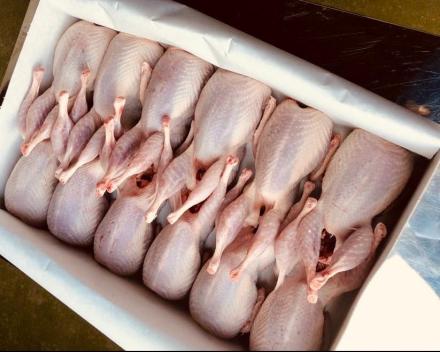 QUAIL POULTRY WHOLESALE - Carnetrade.co.uk