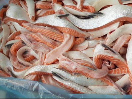 FROZEN SALMON BELLIES 3+ CM