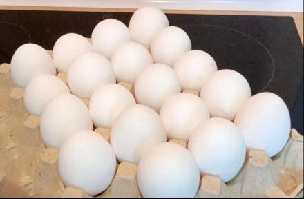 WHITE SHELL TABLE EGGS